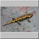 Salamandra salamandra - Feuersalamander 01a OS-Wallenhorst-Tongrube.jpg
